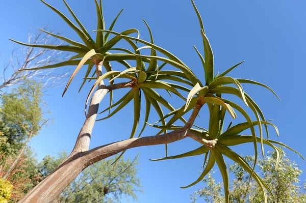 Desert Vegetation — Stock Photo, Image