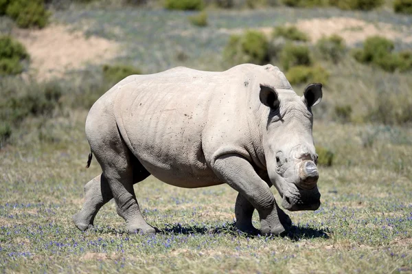 Rhino. —  Fotos de Stock