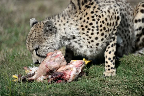 Cheetah — Stock Photo, Image