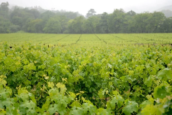 Vinhas — Fotografia de Stock