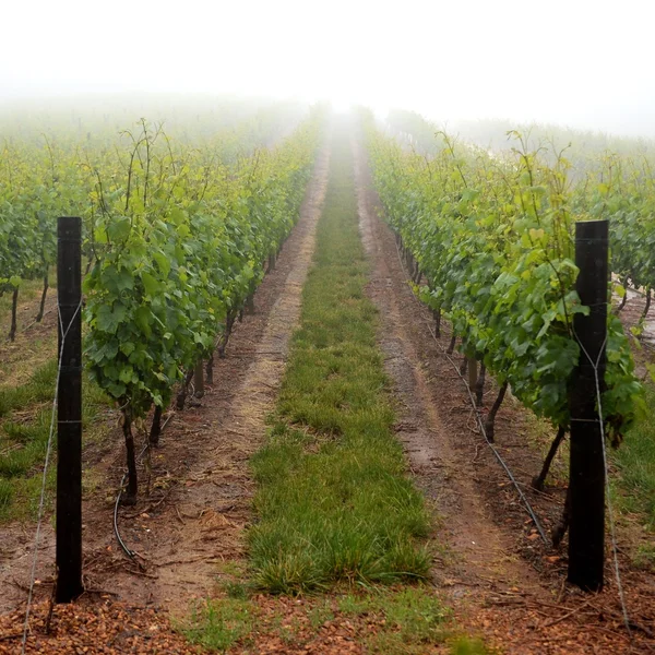 Vineyards — Stock Photo, Image