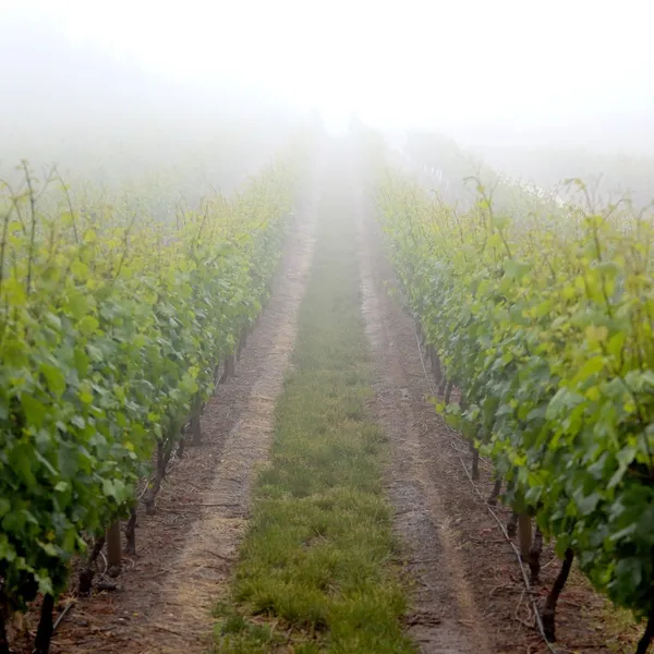 Vinhas — Fotografia de Stock