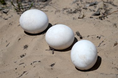 Ostrich Eggs clipart