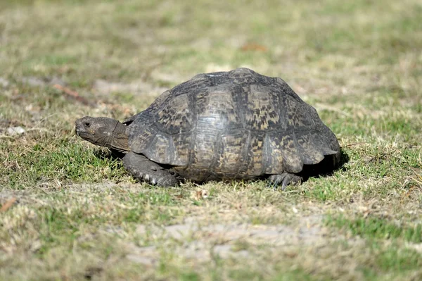 Schildkröte — Stockfoto