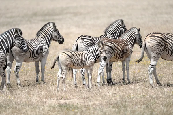 Zebra selvagem — Fotografia de Stock