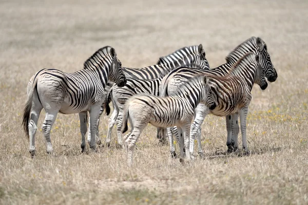 Zebra selvagem — Fotografia de Stock