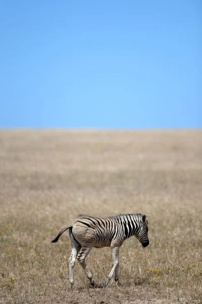 Zebra selvatica — Foto Stock