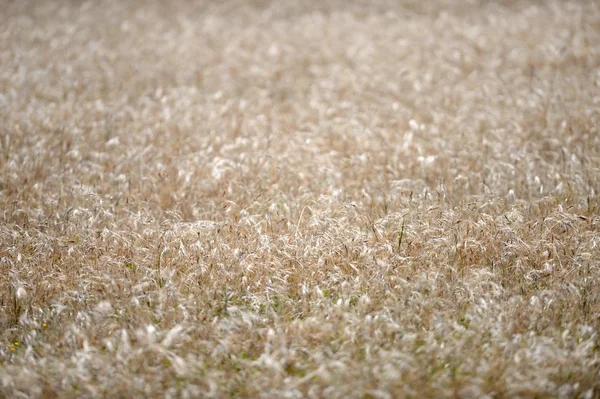 Rye Grass — Stock Photo, Image
