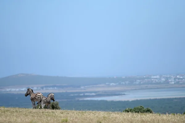 Zebra selvagem — Fotografia de Stock