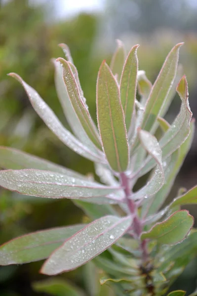 Flora a fauna — Stock fotografie