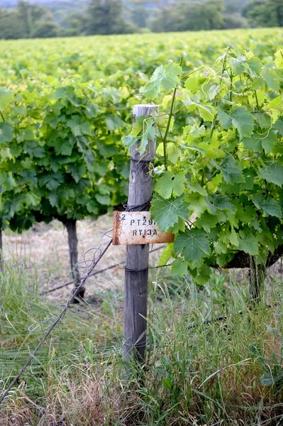 Vinhas — Fotografia de Stock