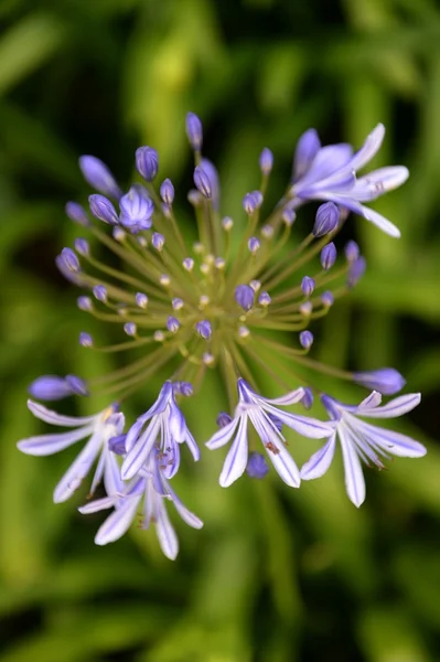 Agapanthus — стокове фото