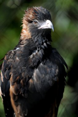 kama kuyruklu kartal