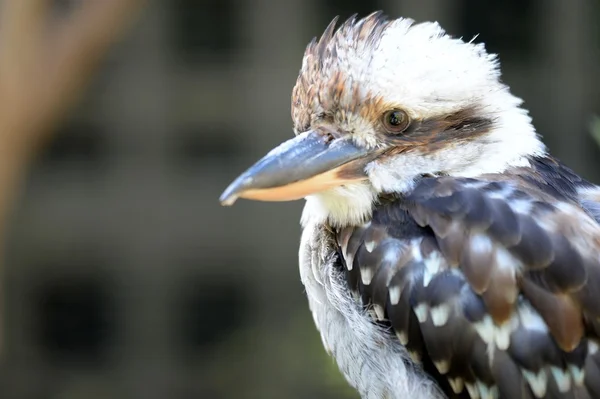 Kookaburra. — Foto de Stock