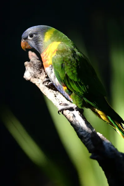 Regnbågslorikeet — Stockfoto