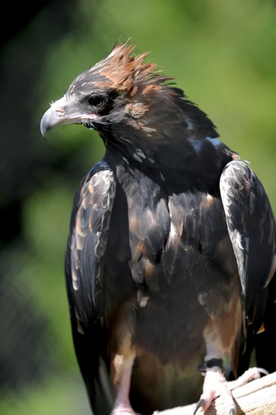 Wedge Tailed Eagle — Stock Photo, Image