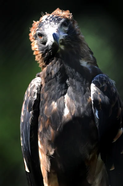 楔尾的鹰 — 图库照片