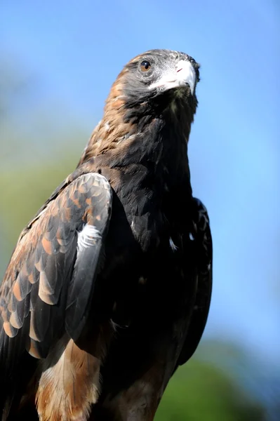 Wedge Tailed Eagle — Stock Photo, Image