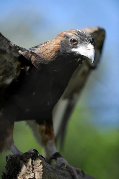 Wedge Tailed Eagle — Stock Photo, Image