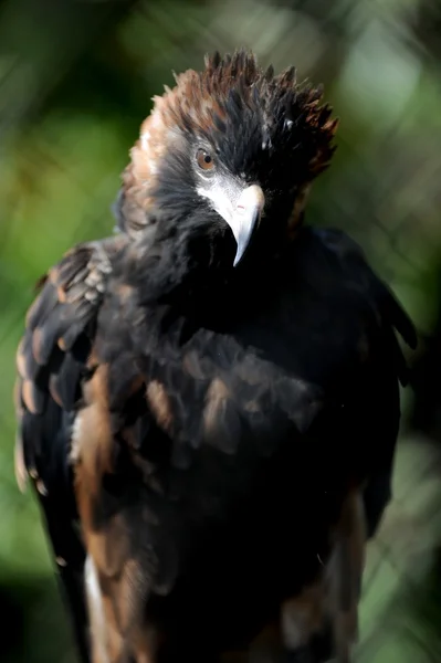 Wedge Tailed Eagle — Stock Photo, Image