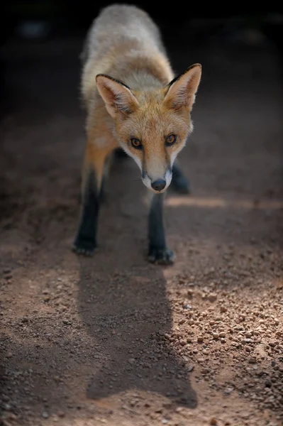 Red Fox — Stock Photo, Image