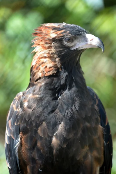 Wedge Tailed Eagle — Stock Photo, Image