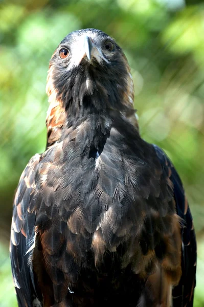 Wedge Tailed Eagle — Stock Photo, Image