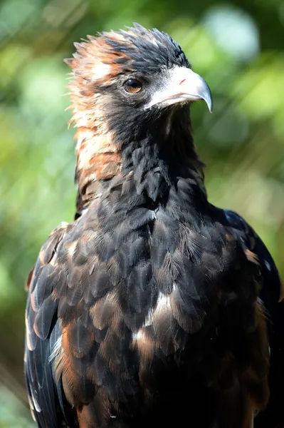 Wedge Tailed Eagle — Stock Photo, Image