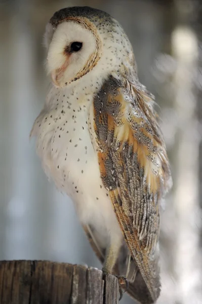 Barn Owl — Stock Photo, Image