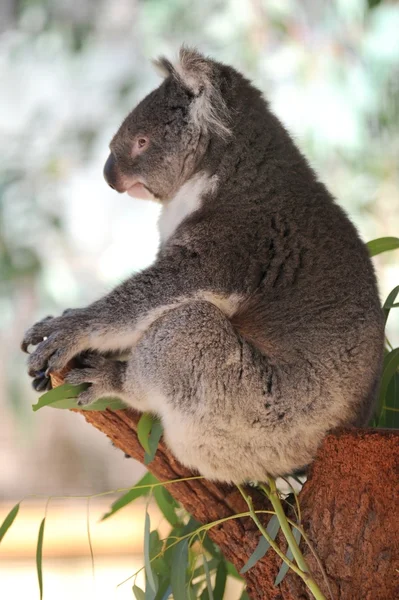 Koala — Stok fotoğraf