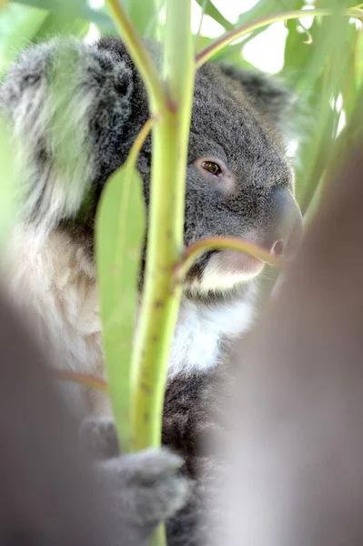 Koala — Zdjęcie stockowe