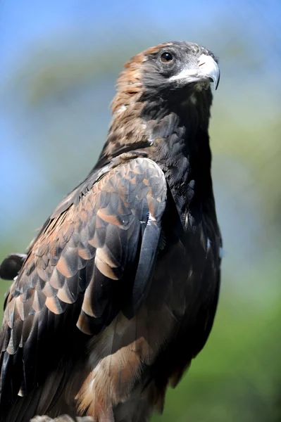 Wedge Tailed Eagle — Stock Photo, Image