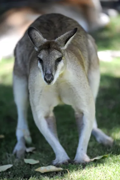 Ausztrál wallaby — Stock Fotó