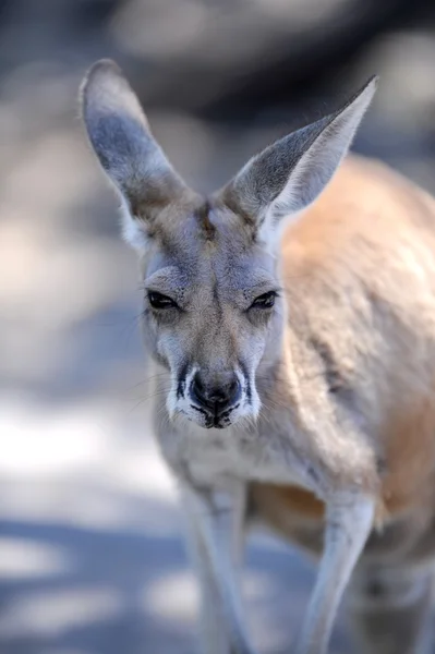 Australian Wallaby — Stock Photo, Image