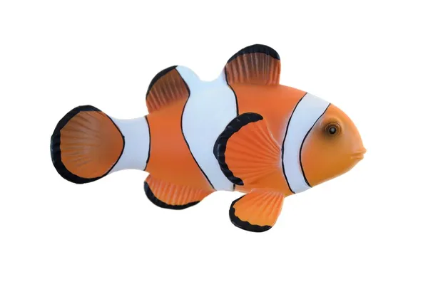 Clown Fish — Stock Photo, Image