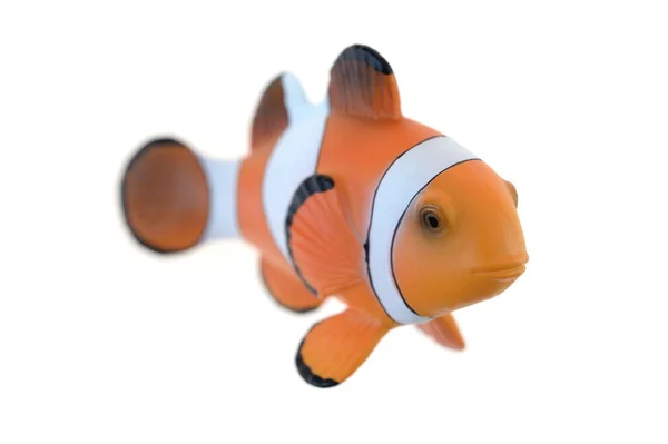 Clown Fish — Stock Photo, Image