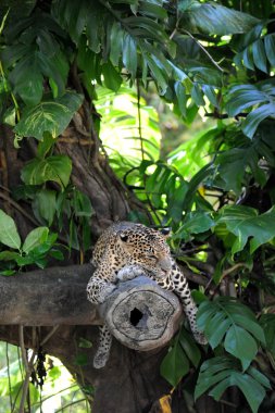 leopar