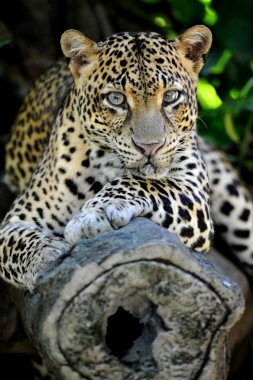 leopar