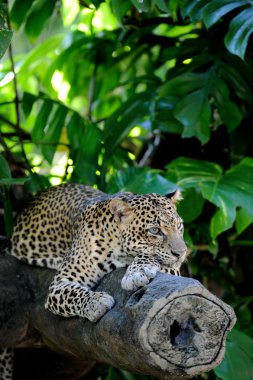 leopar