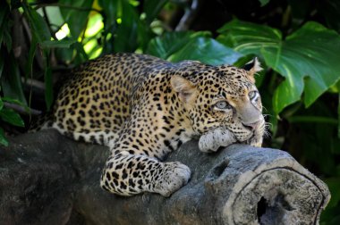 leopar