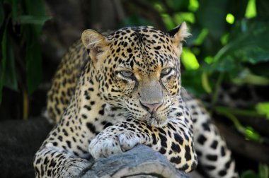 leopar