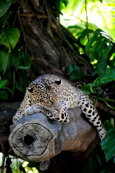 Leopard — Stockfoto