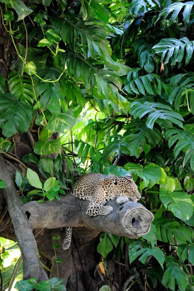 Leopard — Stock Photo, Image