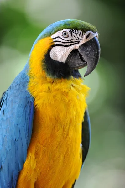 Macaw — Stock Photo, Image