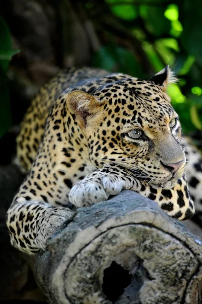 Leopard — Stockfoto