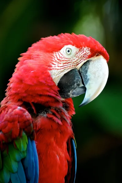 Macaw — Stock Photo, Image