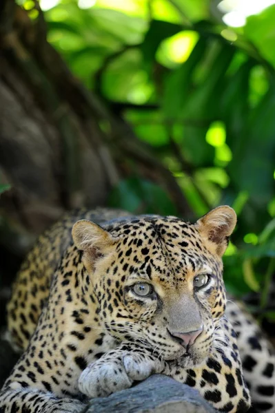 Leopardo — Fotografia de Stock