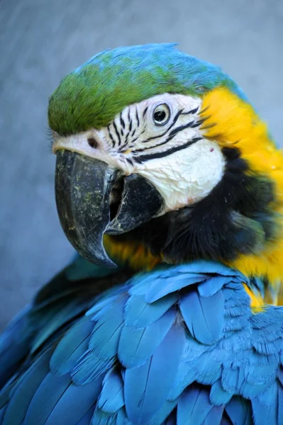 Guacamayo — Foto de Stock