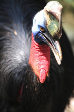 Cassowary
