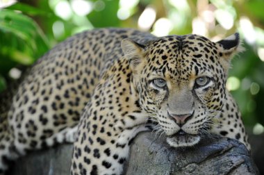 leopar